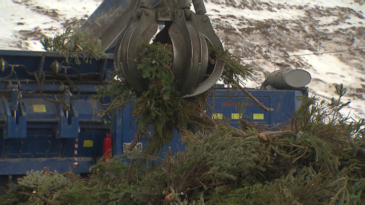 Вести-Москва. Сотни жителей столичного региона "подарили елкам вторую жизнь"