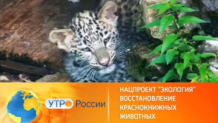 Утро России. Сохранение вымирающих видов животных в России