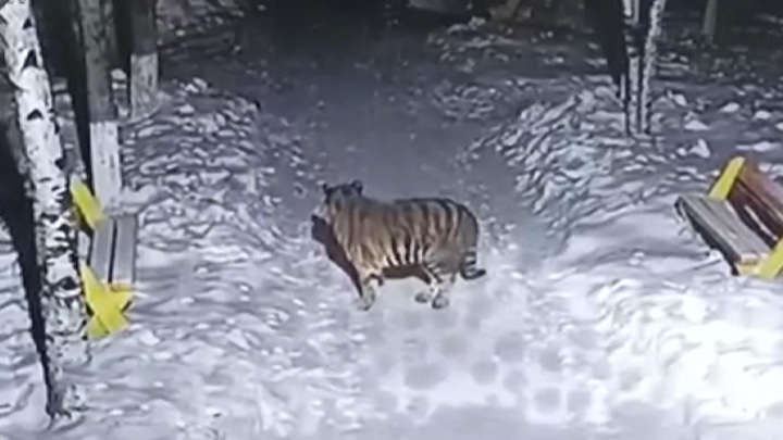 Вести в 20:00. Амурские тигры покинули тайгу в Хабаровском крае в поисках еды