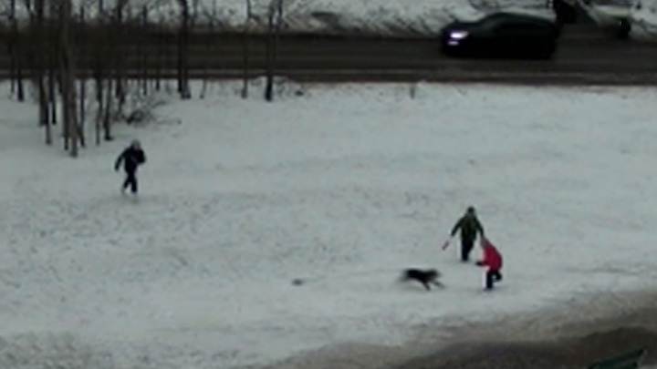 Вести-Москва. По факту нападения собаки на детей в Пушкине возбуждено уголовное дело