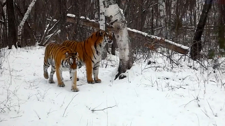 Вести в 20:00. В Хабаровском крае – нашествие оголодавших тигров