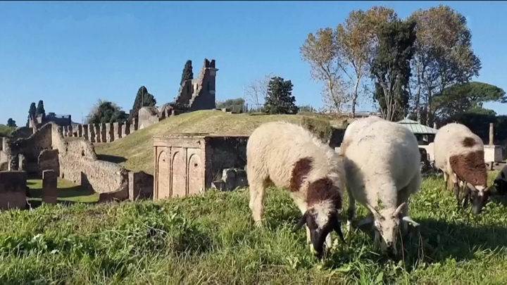 Новости культуры. В археологическом парке Помпеи завезли 150 овец для стрижки газонов