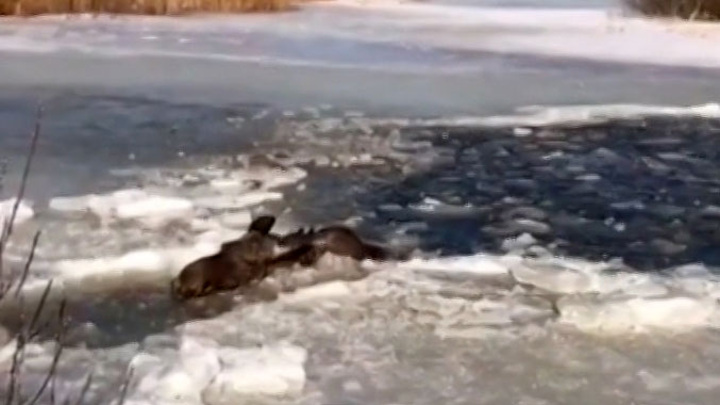 Вести-Москва. Спасатели вытащили провалившегося под лед лося Егорку