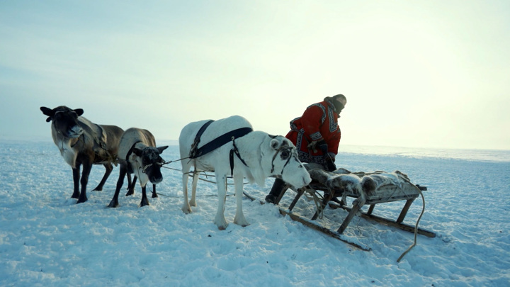 Вести в 20:00. Арктические кочевники отправляются к Карскому морю